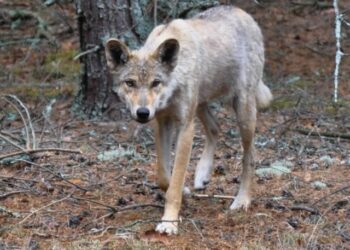 Lobos mutantes que deambulan por Chernobyl han desarrollado habilidades resistentes al cáncer