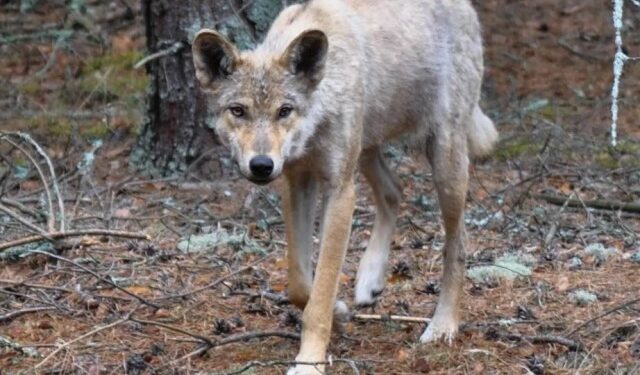 Lobos mutantes que deambulan por Chernobyl han desarrollado habilidades resistentes al cáncer