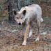 Lobos mutantes que deambulan por Chernobyl han desarrollado habilidades resistentes al cáncer