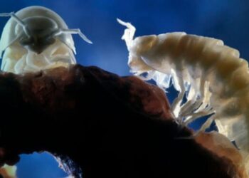 Abrieron una cueva sellada por cinco millones de años y encontraron especies extrañas