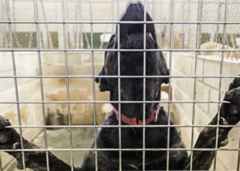 Perro escapó y atacó a más de 10 personas, entre ellos varios niños que jugaban