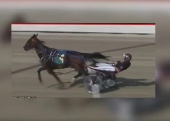 Polémica en EEUU: caballo de carreras dio positivo a metanfetamina tras ganar… ¿qué pasará con el entrenador?