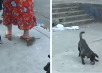 El VIDEO más loco en Argentina: rata gigante interrumpe entrevista de un político y es devorada por perros