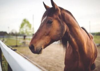 Uruguay confirma nuevos casos de encefalitis equina en humanos