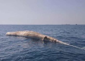 Hallaron ballena muerta en la bahía de Barcelona en Anzoátegui (FOTOS)