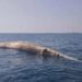 Hallaron ballena muerta en la bahía de Barcelona en Anzoátegui (FOTOS)