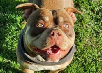 Reino Unido comienza el sacrificio de perros American Bully XL