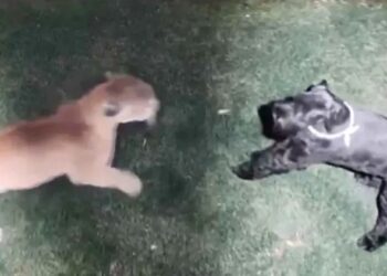 Impresionante VIDEO: perrita sobrevivió al feroz ataque de un puma… así luchó por su vida