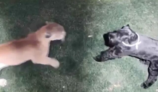 Impresionante VIDEO: perrita sobrevivió al feroz ataque de un puma… así luchó por su vida