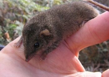 El extraño animal que no duerme para tener sexo y muere tras aparearse