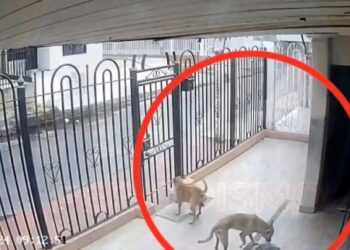 Insólito VIDEO: dos perritos aprovecharon el descuido de un hombre para robarle dos bolsas de carne