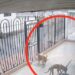 Insólito VIDEO: dos perritos aprovecharon el descuido de un hombre para robarle dos bolsas de carne