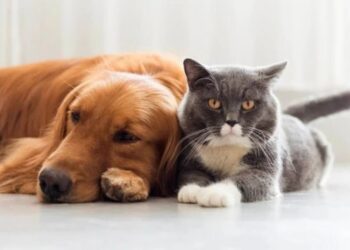 ¿Gato o perro? Esta es la mascota preferida de los venezolanos