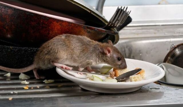 ¿Cómo eliminar los ratones de la casa sin necesidad de utilizar venenos?