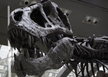 Japón halla por primera vez huesos de un tiranosáurido, fragmentos de mandíbula inferior
