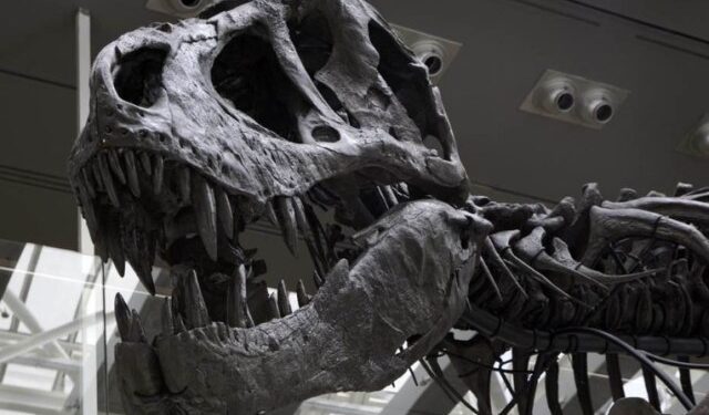 Japón halla por primera vez huesos de un tiranosáurido, fragmentos de mandíbula inferior