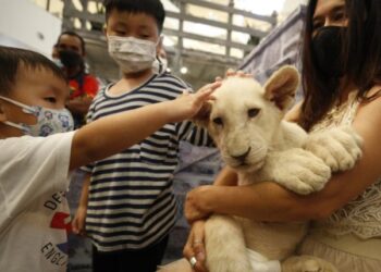 Una mujer es detenida en Tailandia por criar a un cachorro de león en un cuarto de hotel