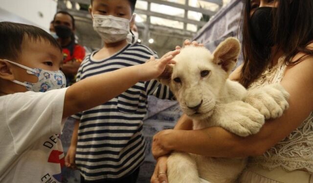 Una mujer es detenida en Tailandia por criar a un cachorro de león en un cuarto de hotel