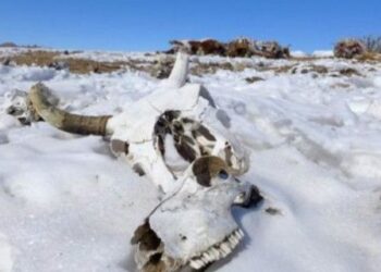 Más de dos millones de cabezas de ganado mueren por el frío extremo en Mongolia