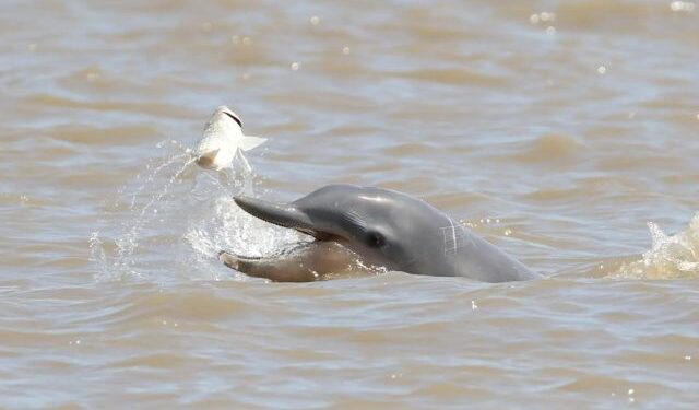 Fascinante avistamiento de delfines en el lago de Maracaibo captado en VIDEOS virales