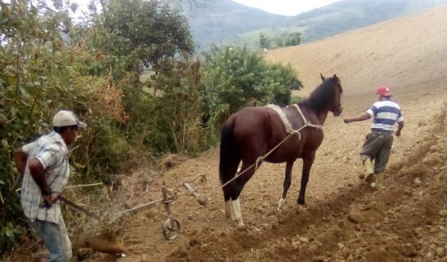¡Vamos pa’ atrás! En los Hucomaros aran la tierra con bueyes por falta de combustible en Lara