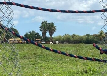 “Sacrificados por su carne”: buitres alertaron de una espantosa escena de en Miami-Dade