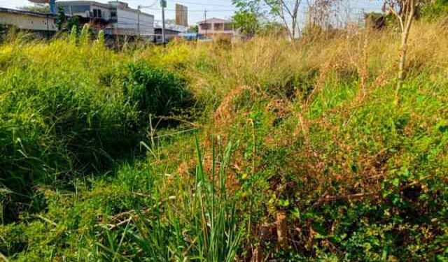 Vecinos exigen limpieza de quebrada en Valle de La Pascua (FOTO)