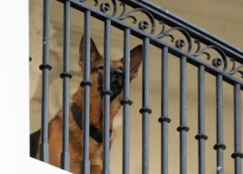 Commander, el perro de Biden que atacó al personal del Servicio Secreto en 24 ocasiones