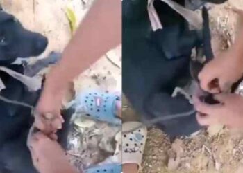 EN VIDEO: Señora salvó a perrito que su vecino ató cruelmente a un árbol por medio de una guaya