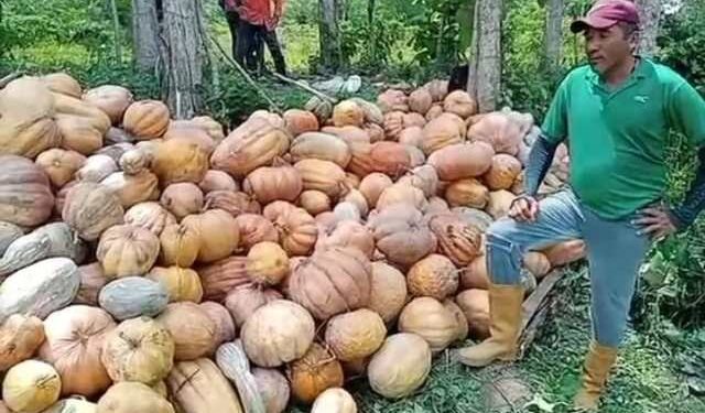 Siguen perdiéndose las cosechas en Mérida: Costos de producción afectan actividad agrícola (VIDEO)