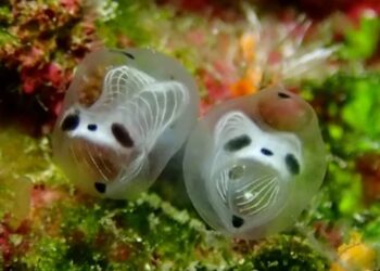 Una espeluznante nueva criatura marina deslumbra por su belleza y su exiguo tamaño: dos centímetros