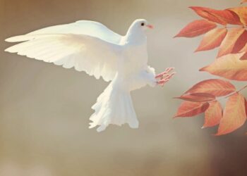 ¿Por qué la paloma blanca se ha convertido en el símbolo universal de la paz?