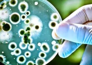 Helicobacter pylori, la bacteria silenciosa que puede causar desde gastritis hasta cáncer