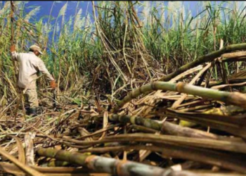 Cañicultores en Portuguesa podrían ir a paro por falta de combustible