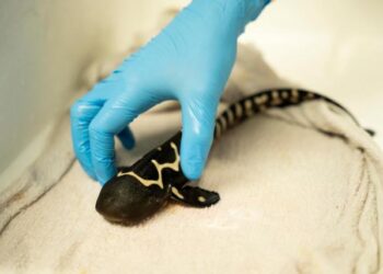 Un zoológico de Países Bajos logra criar con éxito un tiburón cebra