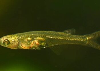 Un pez pequeño puede hacer ruidos más fuertes que un elefante, según un nuevo estudio