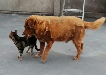Oficialmente retiran el récord del perro más viejo del mundo al mastín portugués Bobi