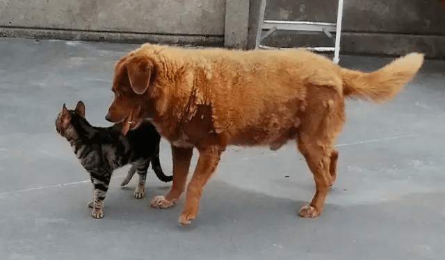 Oficialmente retiran el récord del perro más viejo del mundo al mastín portugués Bobi
