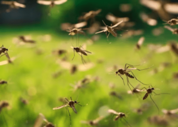 Las cinco razones científicas de por qué los mosquitos pican más a unas personas que a otras