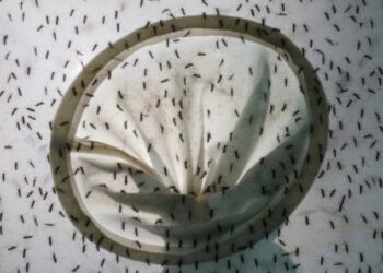 Alerta en Brasil: Río de Janeiro declara “el estado de emergencia” ante los disparados casos de dengue