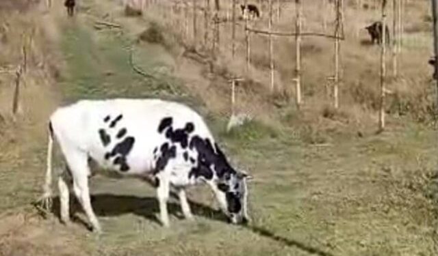 Productores agrícolas merideños anhelan reactivar producción, pero no cuentan con financiamiento