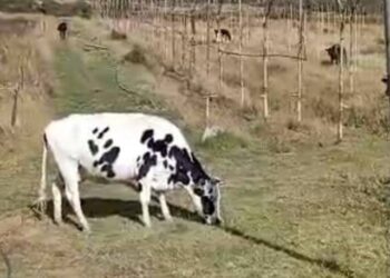 Mérida’s agricultural producers long to reactivate production but they have no financing