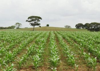 Agricultural production in Venezuela set back almost 40 years