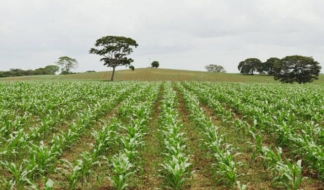 Agricultural production in Venezuela set back almost 40 years