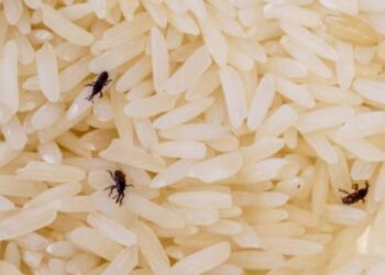 ¿Gorgojos contra la diabetes y el cáncer?