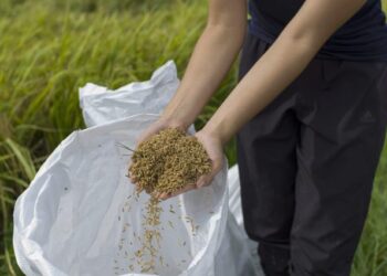 Venezuelan agricultural producers live “an ordeal” to grow rice in Guárico