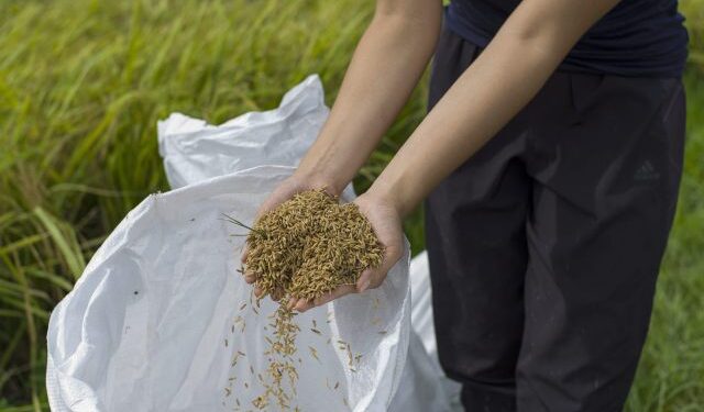 Venezuelan agricultural producers live “an ordeal” to grow rice in Guárico