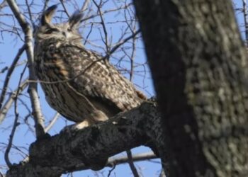 Murió el búho “Flaco”: Se convirtió en una celebridad tras escapar del Zoológico de Central Park en Nueva York