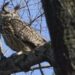 Murió el búho “Flaco”: Se convirtió en una celebridad tras escapar del Zoológico de Central Park en Nueva York