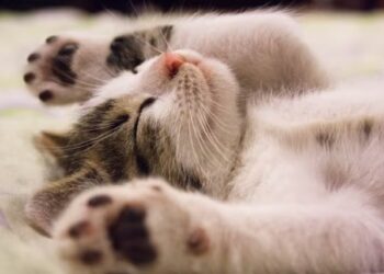 Mujer le dejó millonaria herencia en dólares a sus mascotas porque sus hijos nunca la visitaron